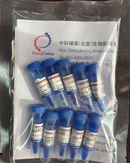 2×Tricine多肽上樣緩沖液（變性，還原，含溴酚藍）